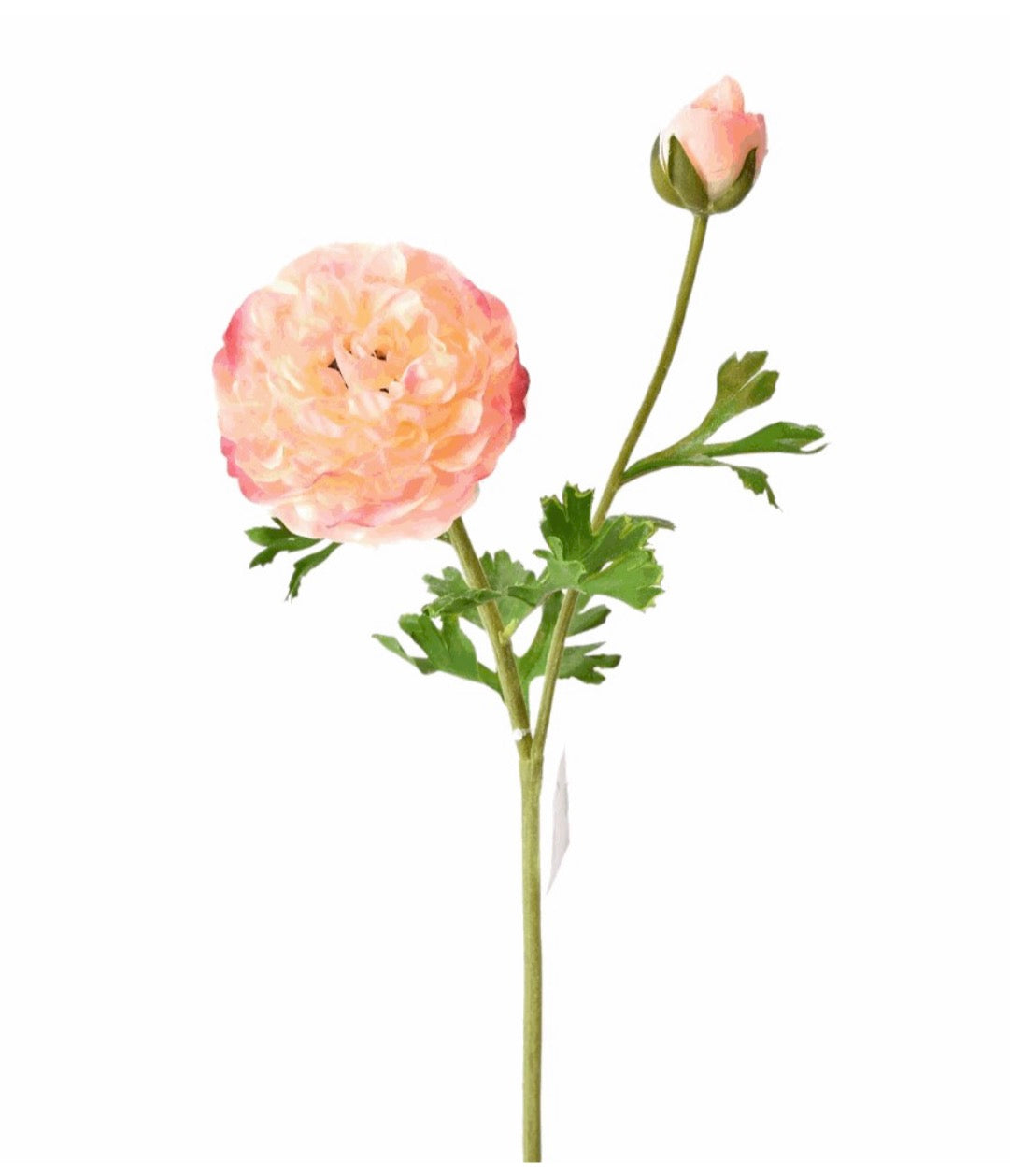Ranunculus Stem
